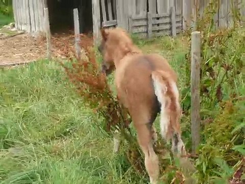 Poney Dartmoor en pleine séance de massage!