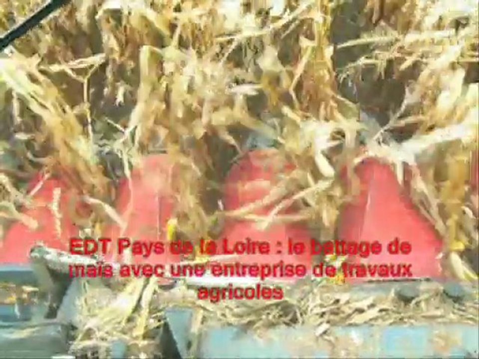 La récolte du maïs