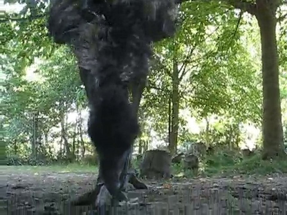 Zoo la Boissière du Doré : émeu