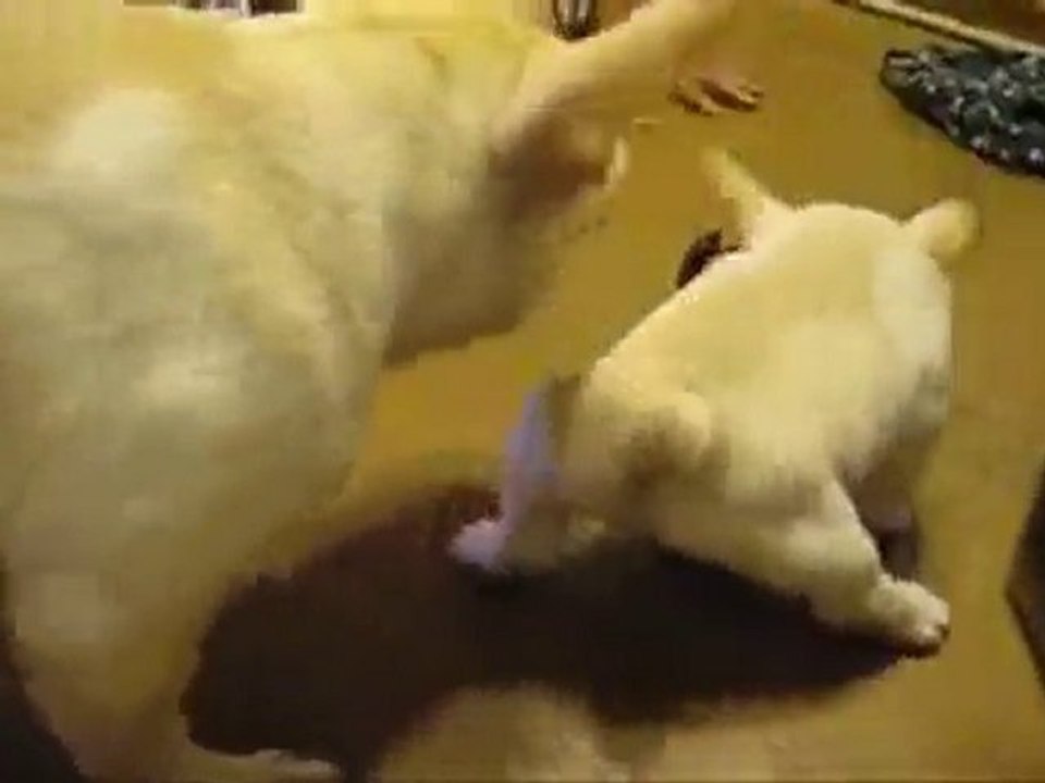 chiot et scarabée