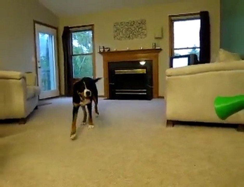chien et vuvuzela