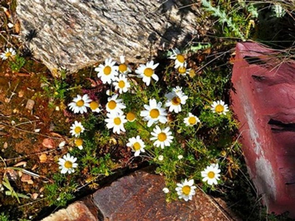 mon jardin 2010 janv à mars HD
