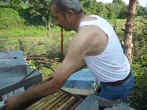 Arıcılık, kestane bal hasadı ve arıcılık videosu