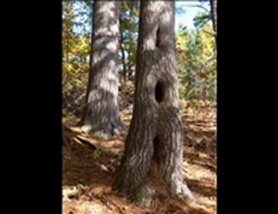 Frayed (2007) Part 1/13