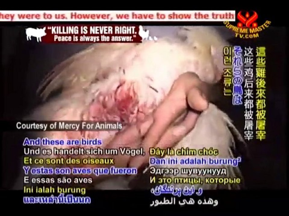 STOP ANIMAL CRUELTY Nathan Runkle: Mercy For Animals - P2/2