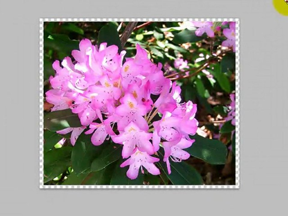 Photo Editing Basics Part 7 - Adding a Background and Border