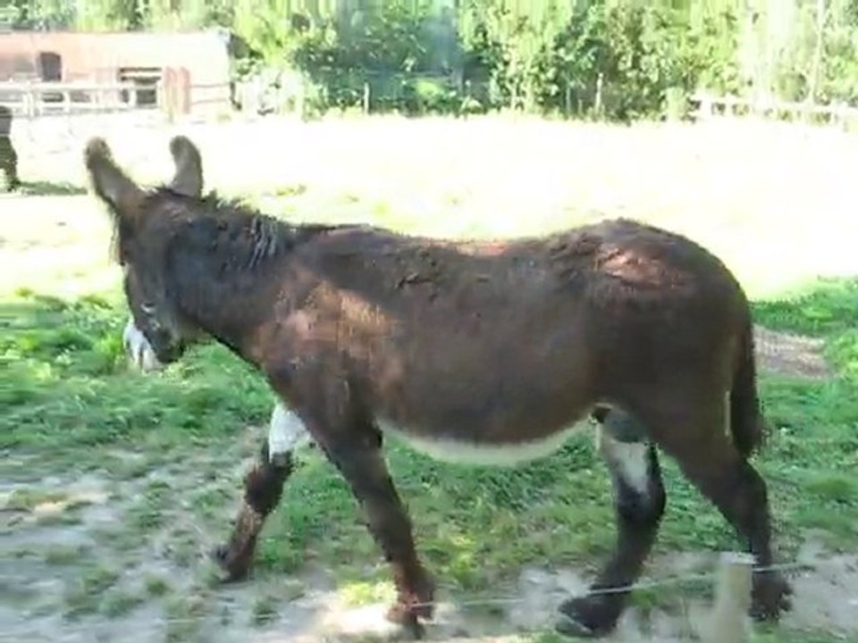 Zoo la Boissière du Doré : baudets du Poitou