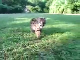 Un chimpanzé prend soin d’un bébé puma