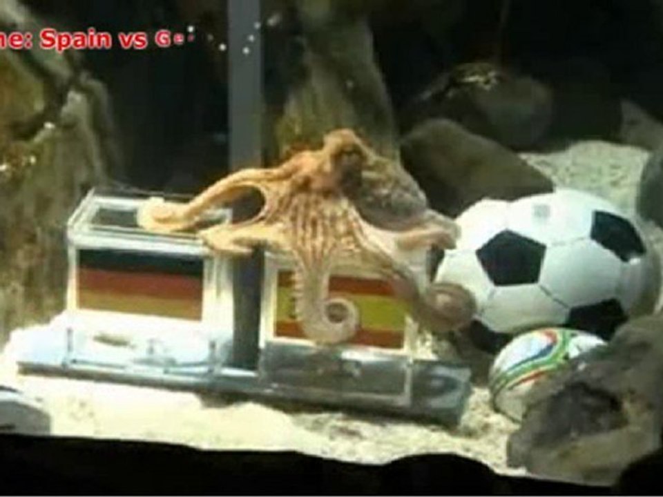 PAUL Octopus said: Germany Beaten by Spain