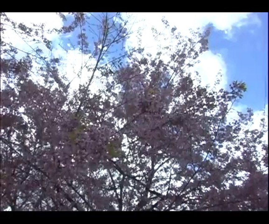 Hanami - a Festa da Cerejeira