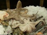 Psychic octopus lands himself in hot water