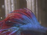 Crowntail Red & Blue Betta