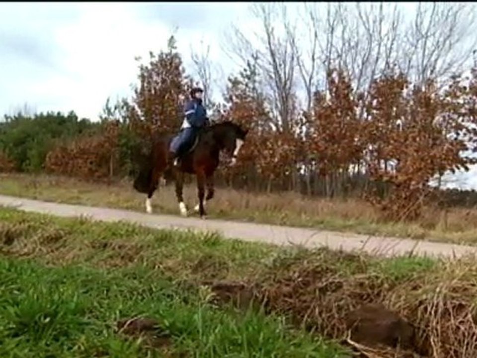 Entgeltumwandlung, direktversicherung, bav