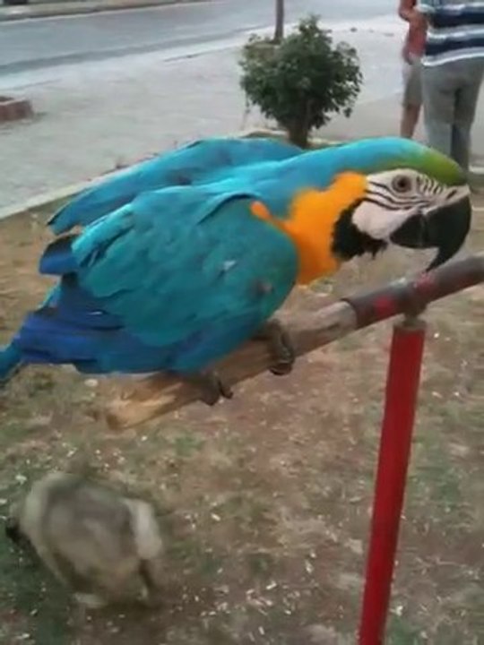 Papagan Macaw Ara