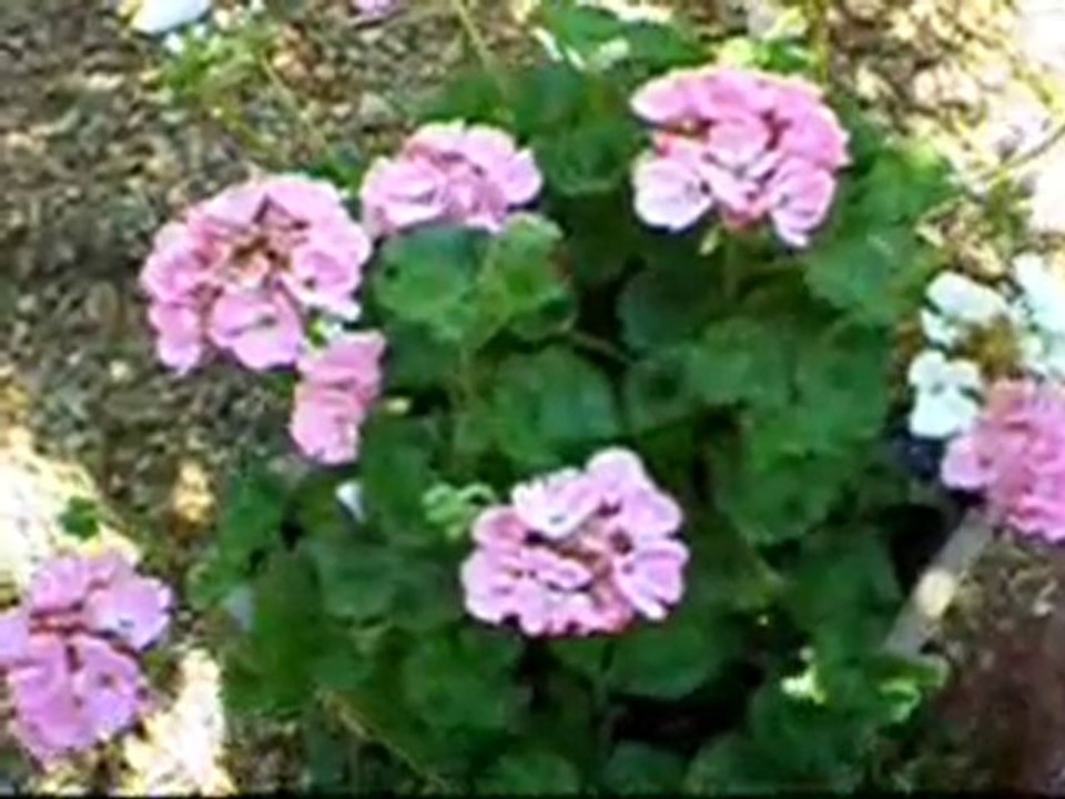 LE CHAT GRIGRI ET LE PAUVRE OISEAU