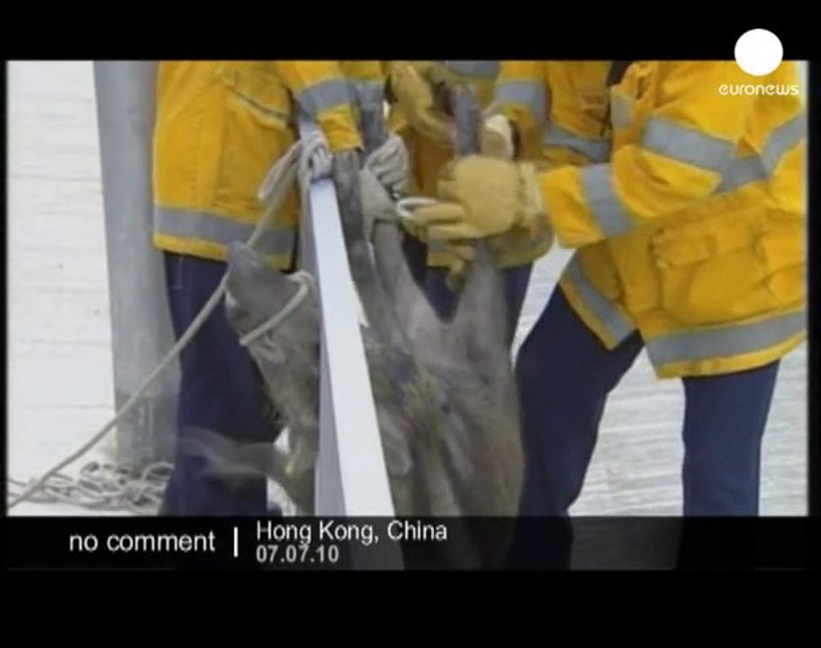 Wild boar Stuck in suburban Hong Kong - no comment