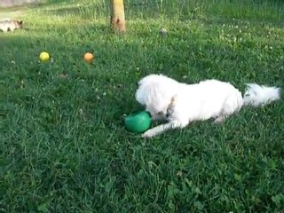 DSCN2753 CANIFAMILY: SUZON ET SA JOIE DE VIVRE !!!!!!!!!!!!