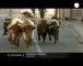 Bull-running in Pamplona - no comment