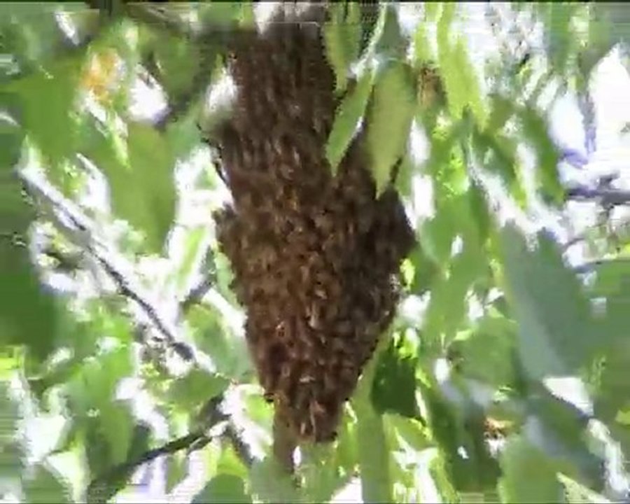 Surprise à Hautpoul