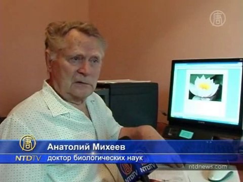 На горном озере на Кавказе расцвели лотосы?