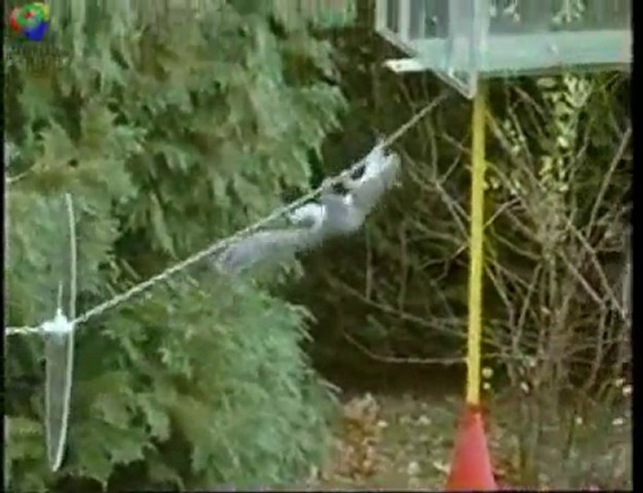 Mission Impossible Squirrell