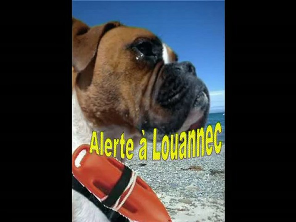 Eros chien boxer nage