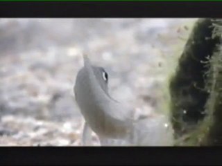 Lake Tanganyika Part1