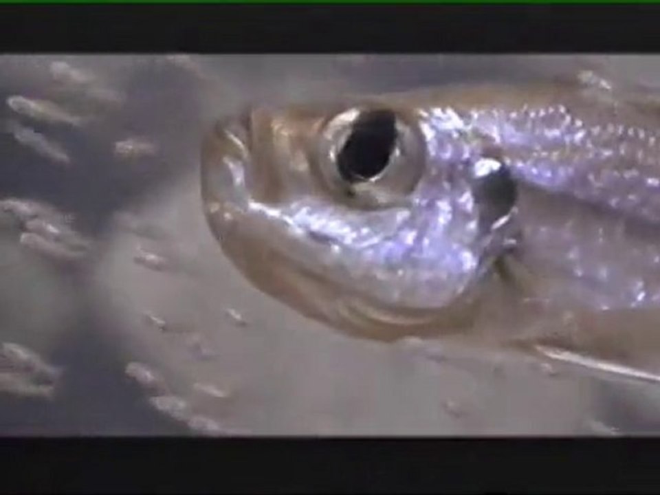 Lake Tanganyika Part3