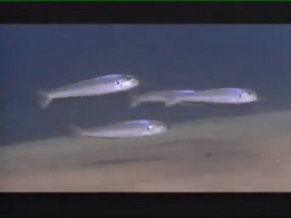 Lake Tanganyika Part4