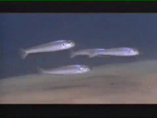 Lake Tanganyika Part4