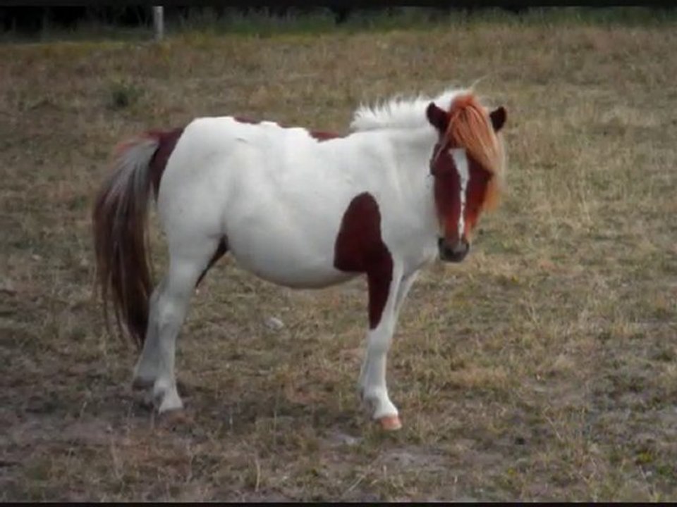 Le 3 juillet en compagnie de mon Bébé poney