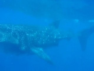 LES BALEINES A ISLAS MUJERES