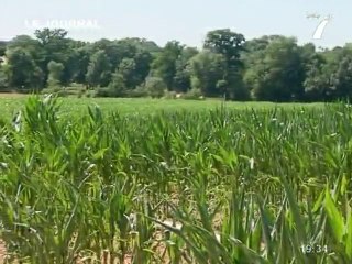 La chaleur frappe l'agriculture dans la Loire atlantique