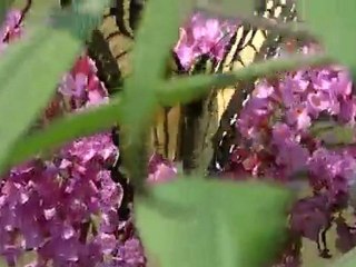 Yellow butterfly - Beauty is Fleeting