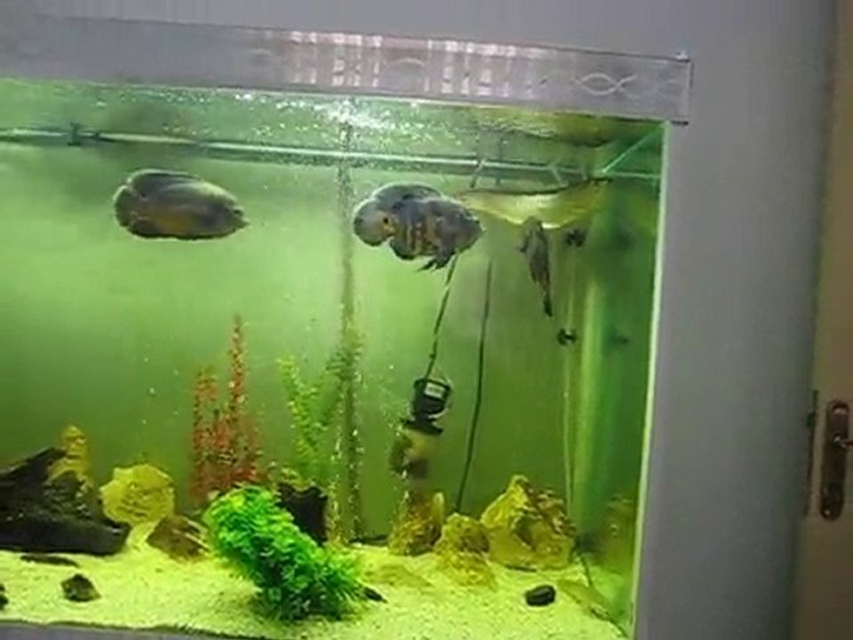 SİLVER AROWANA ---JARDİNİ