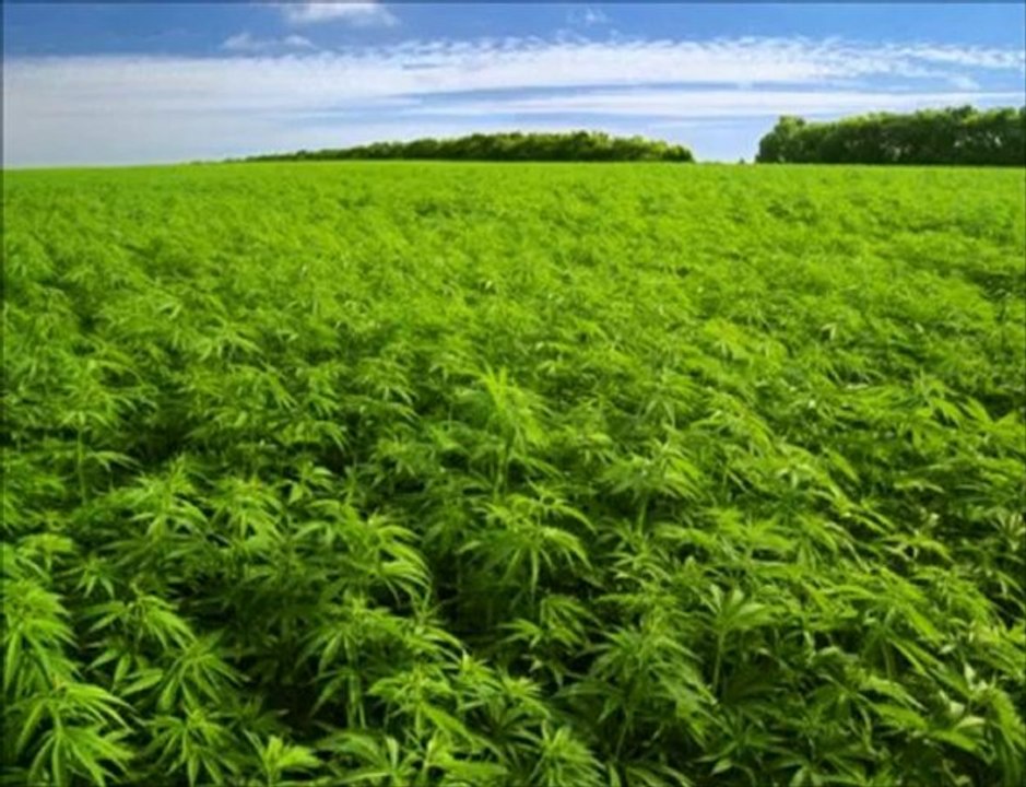 THC - Illicite