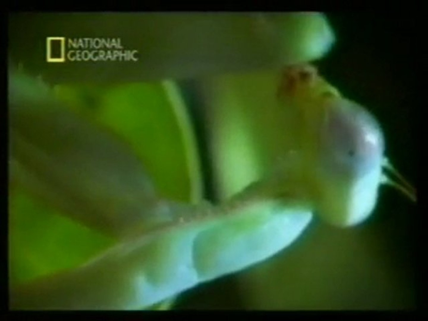 Mantis religiosa: Sexo mortal