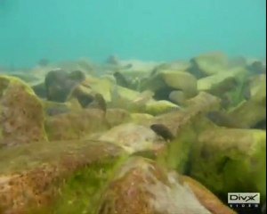 Underwater in Lake Tanganyika