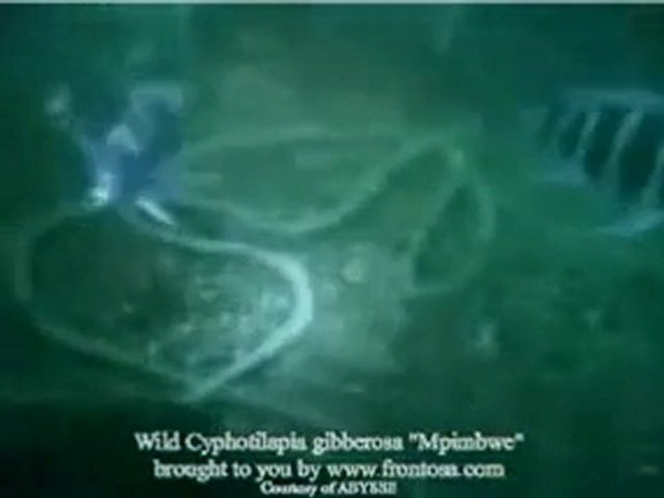 Frontosa In the Wild Mpimbwe Gibberosa Lake Tanganyika