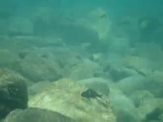 MAHALE - lake Tanganyika