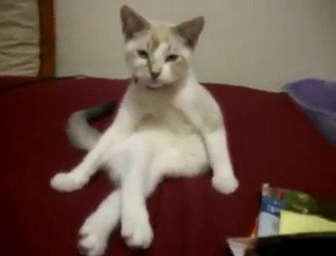 Bacak Bacak Üstüne Atan Kedi