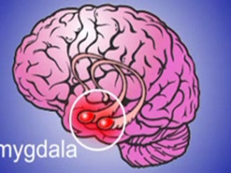 The Linden Method -Freedom from Panic Attacks