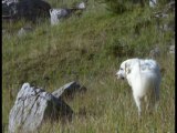 Valloire, les chiens patous, gardiens des troupeaux...