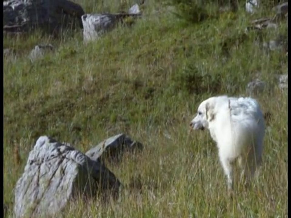 Valloire, les chiens patous, gardiens des troupeaux...