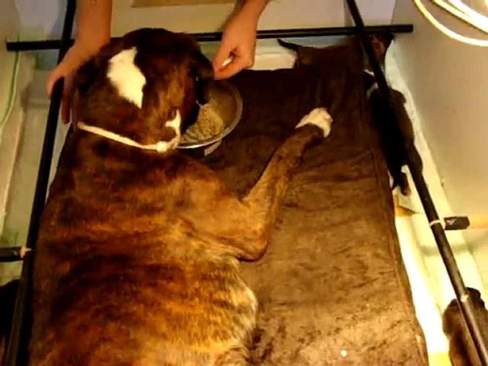 les bébés de Calypso et Halconn