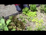 July 8/10 Senga's Vlog How To Grow A Summer Salad