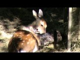 Naissance d'un Cerf Sika