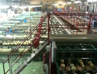 vue globale chaine conditionnement melons rouge Gorge