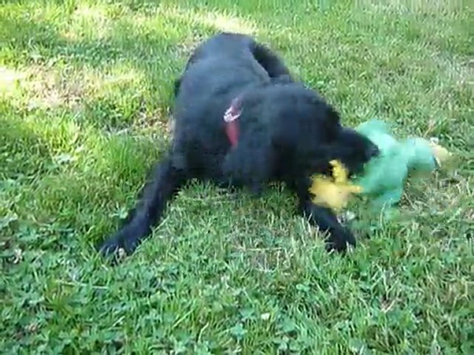 Mon chien Kermit fait le fou