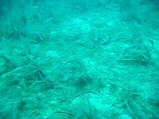 Sübye (mürekkep balığı)